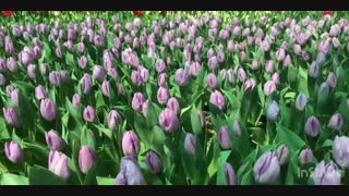 ویدیو کلیپ شماره دو لاله برای مادران - پانزدهم فروردین 99