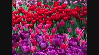 ویدیو کلیپ شماره یک  لاله برای مادران - شانزدهم فروردین 99