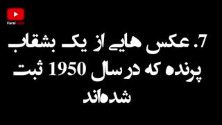 رازهای وجود آدم فضایی ها که میگوید آنها واقعی هستند!(متن زیر ویدئو رو حتما بخونید)