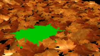 اسلاید شو برگ های پاییزی