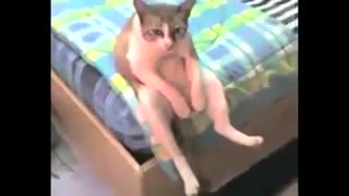 Funny CATS - HOLD YOUR LAUGH IF YOU CAN (CHALLENGE) 