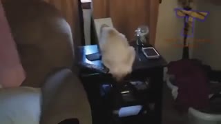 CATS will make you LAUGH YOUR HEAD OFF - Funny CAT compilation