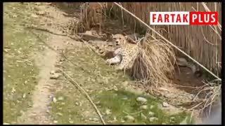 پشت پرده جنجال بزرگ بر سر سه قلاده یوز ایرانی!