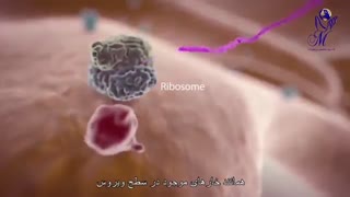 آسیبهایی که ویروس کرونا بر بدن وارد میکند