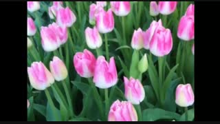 ویدیو کلیپ یکی از بازدیدکنندگان خوش ذوق پیاده راه لاله برای مادران در بهار 1399