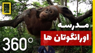 مدرسه اورانگوتان | ,ویدئوی 360 درجه