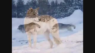 موزیک ویدئو دعای سرخپوستی